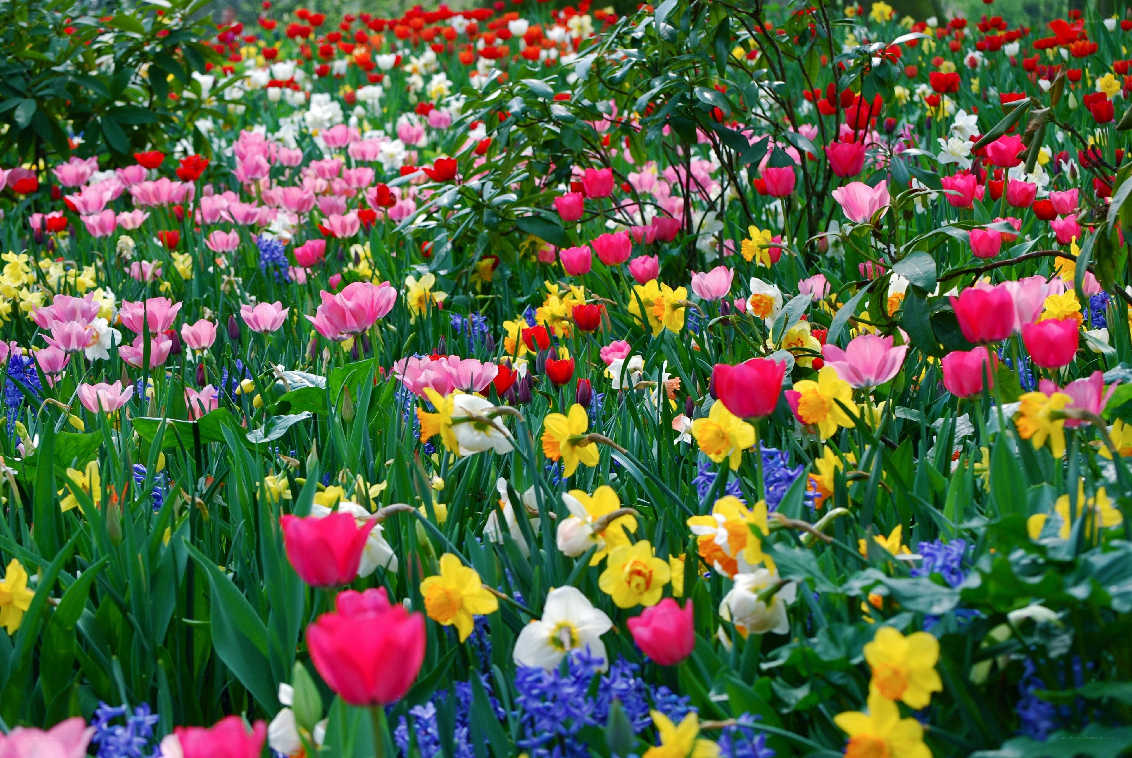 Colorful flower garden in bloom