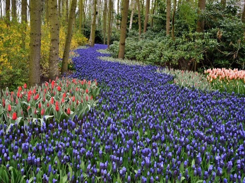 Colorful flower garden in forest