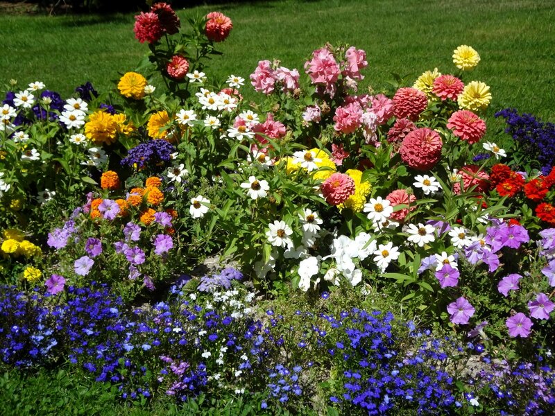Colorful flower garden in full bloom