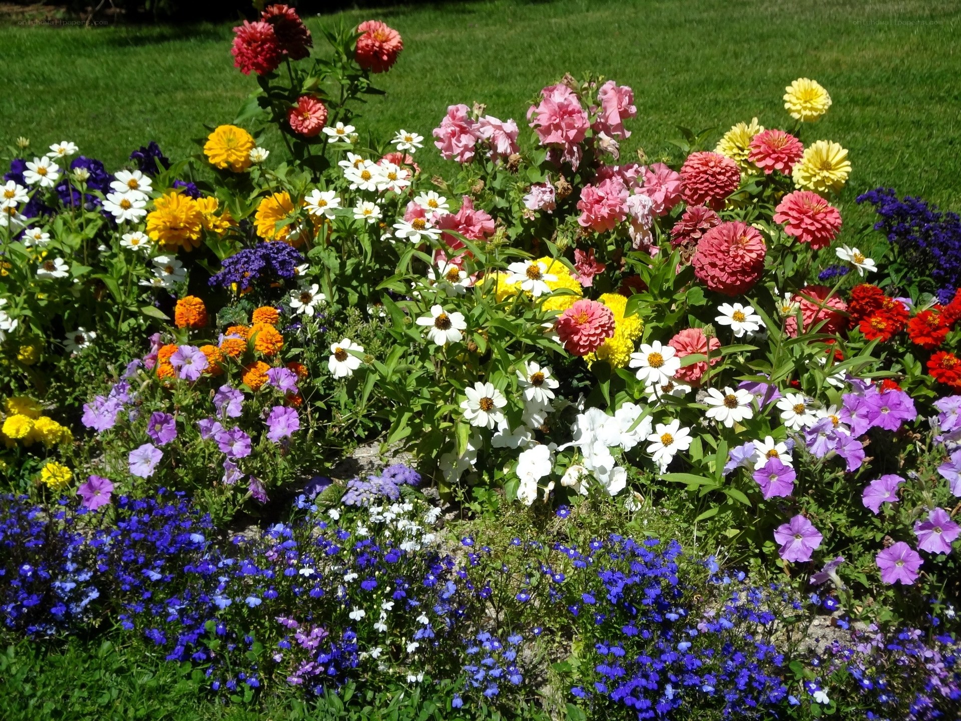 Colorful flower garden in full bloom