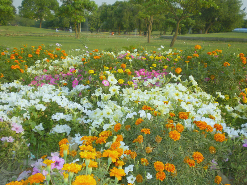 Colorful flower garden in park