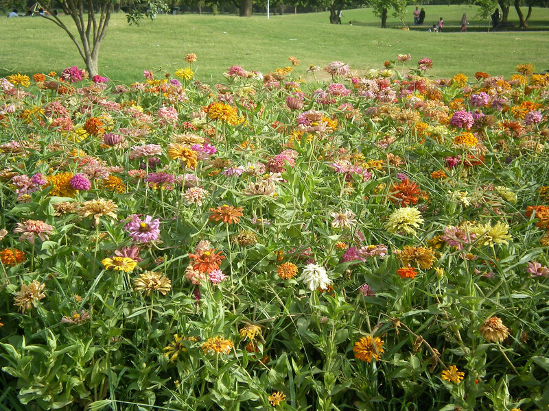 Colorful flower garden in park