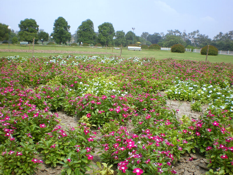 colorful flower garden in park