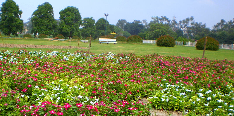 Colorful flower garden in park