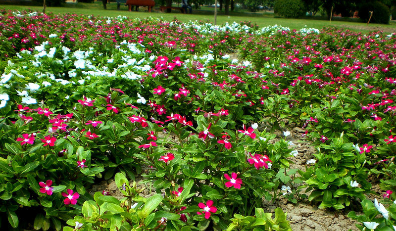 Colorful flower garden in park