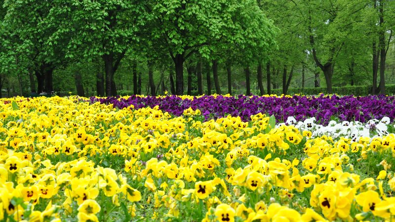 Colorful flower garden in park