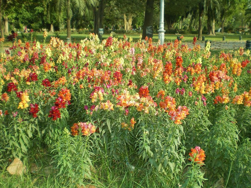 Colorful flower garden in park