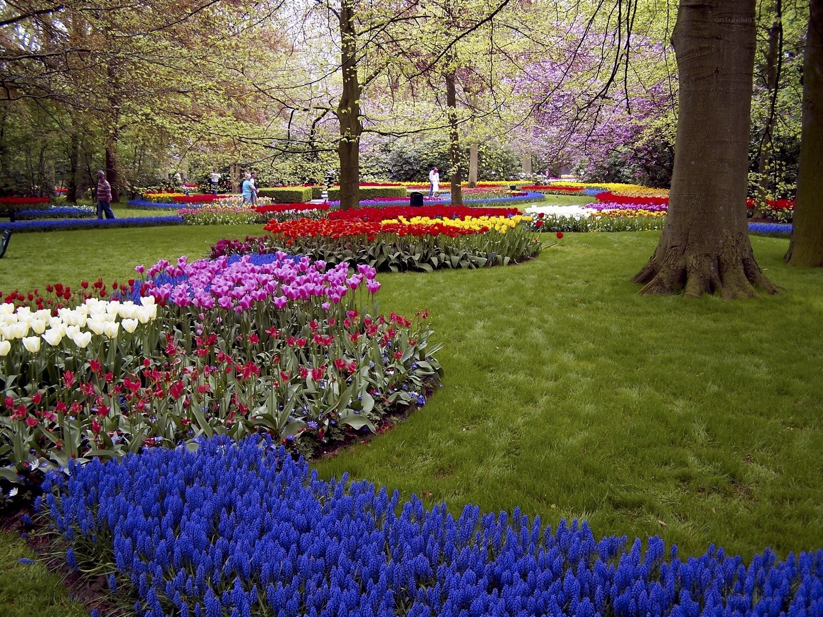 Colorful flower garden in park