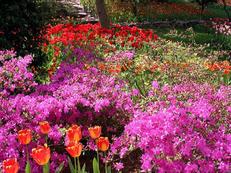 Colorful flower garden in spring