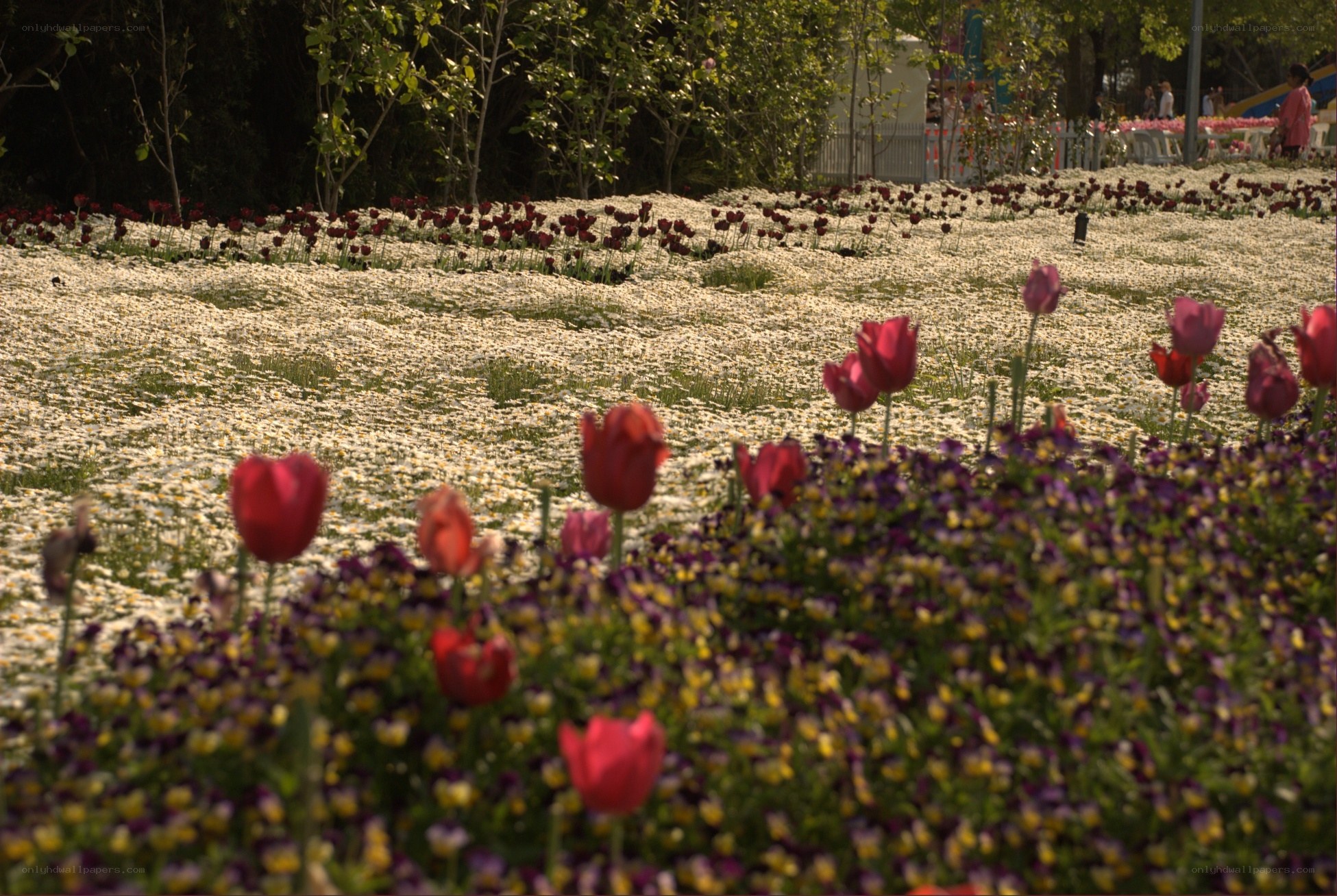 Colorful flower garden in spring