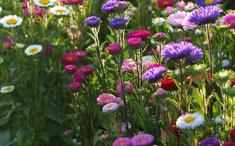 Colorful flower garden in sunlight