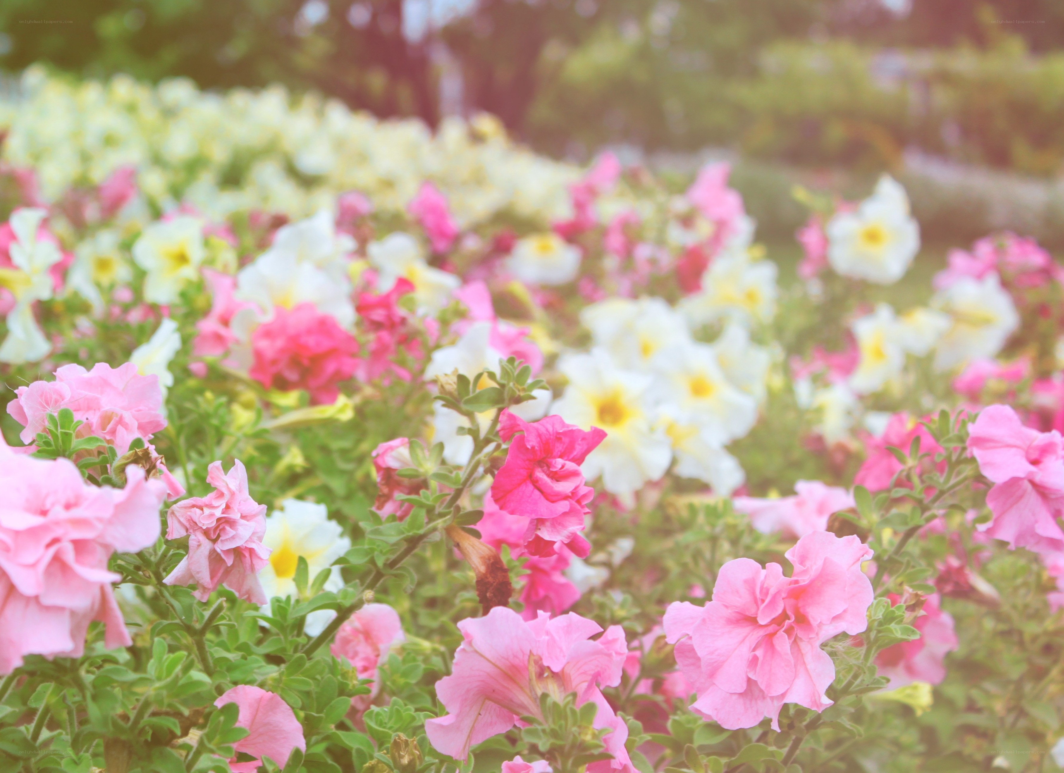 Colorful flower garden in sunlight