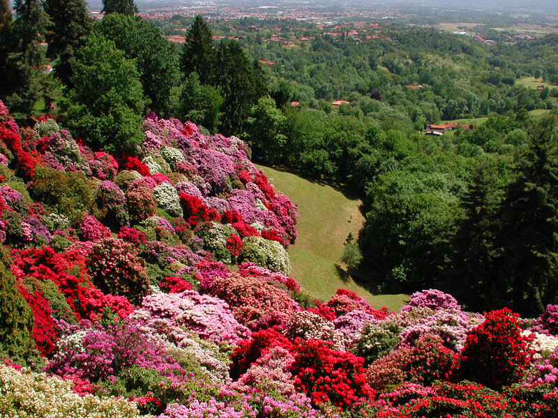 Colorful flower garden on a hill