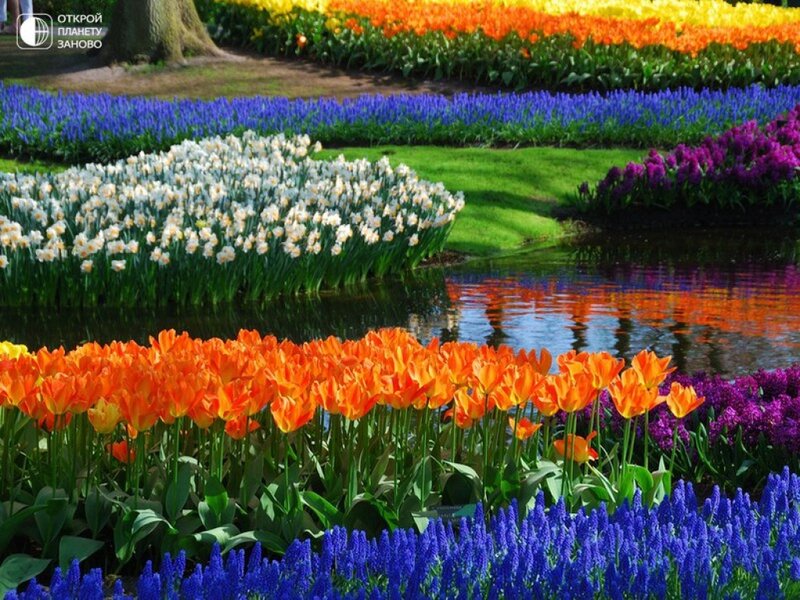 Colorful Flower Garden — Orange, Serene