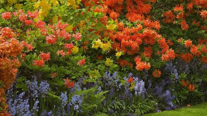 Colorful Flower Garden — Orange, Vibrant, Spring