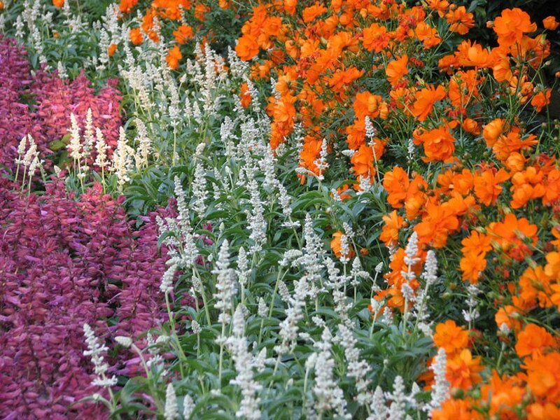 Colorful Flower Garden — Orange, Vibrant, Summer, Photograph