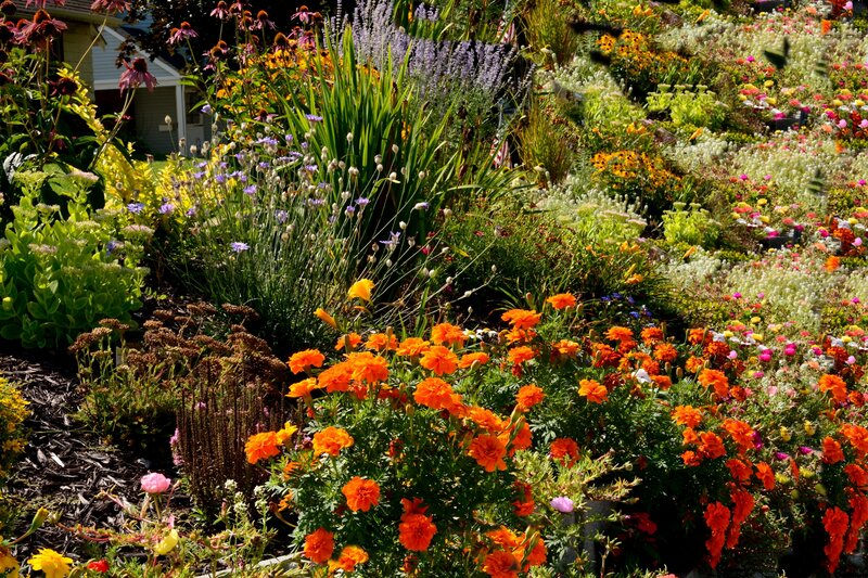 Colorful Flower Garden — Orange, Vibrant, Summer