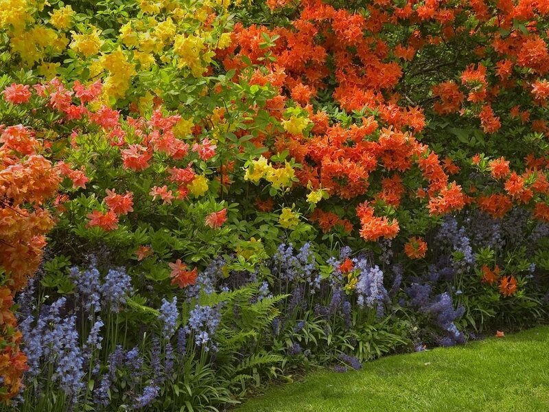 Colorful Flower Garden — Orange, Vibrant