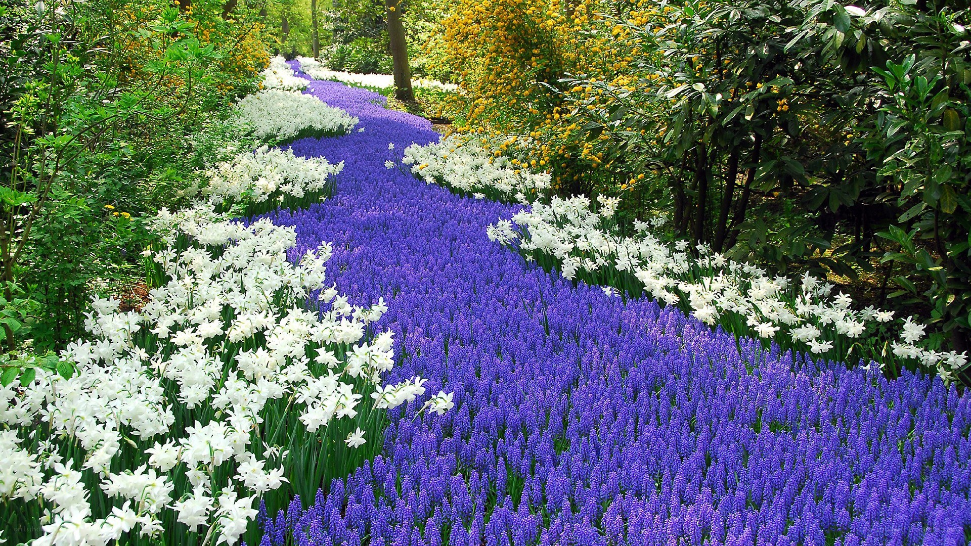 Colorful flower garden path