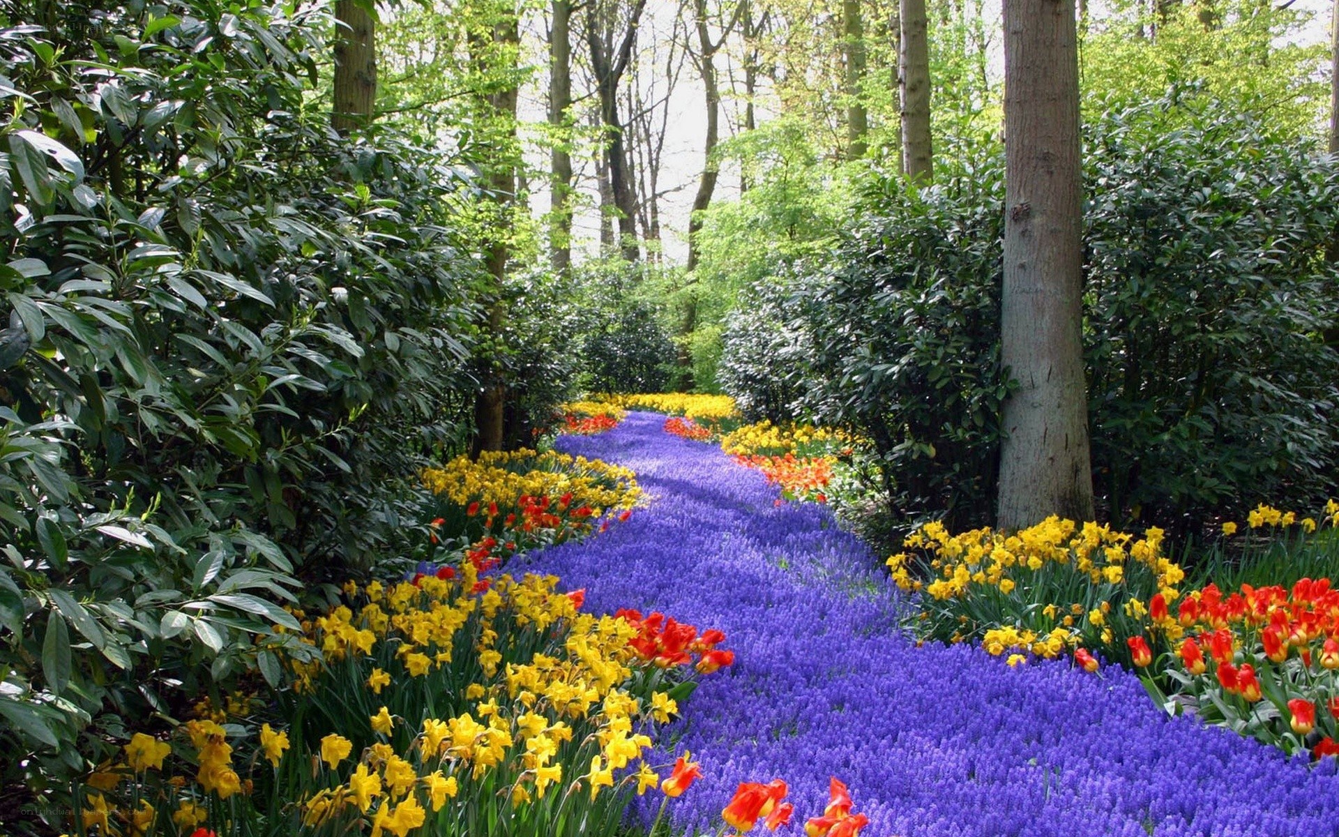 Colorful flower garden path