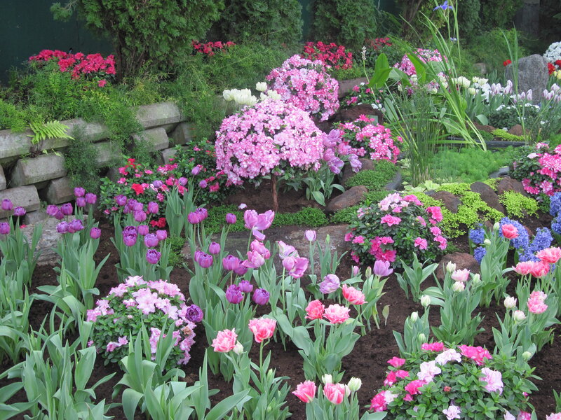 Colorful Flower Garden — Pink, Serene, Spring, Photograph, Tulips