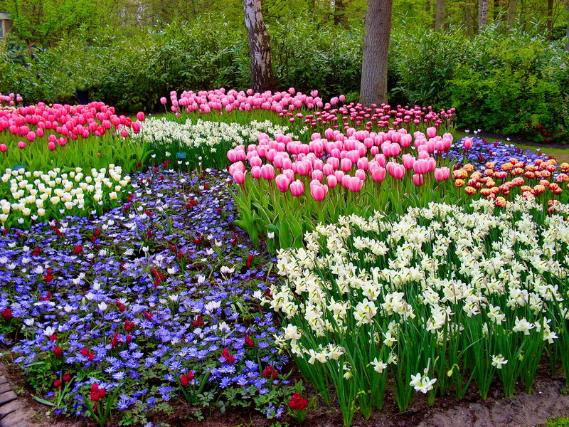 Colorful Flower Garden — Pink, Serene, Spring