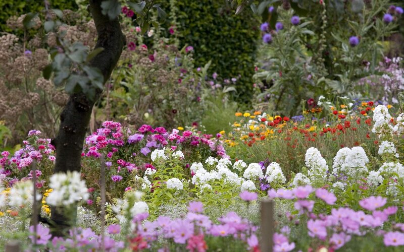 Colorful Flower Garden — Pink, Serene, Summer, Photograph