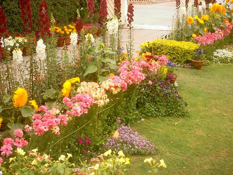 Colorful Flower Garden — Pink, Serene