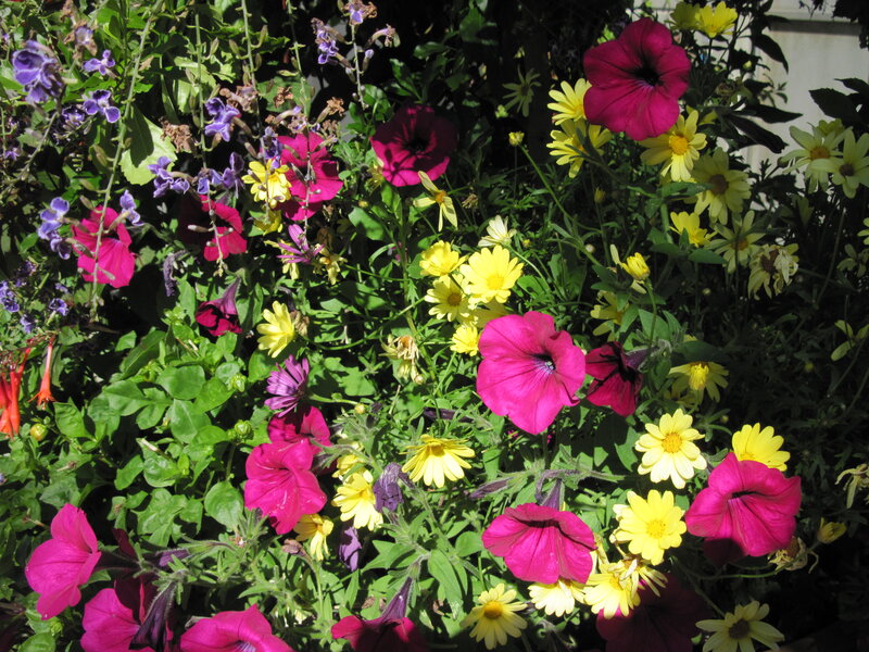 Colorful Flower Garden — Pink, Vibrant, Afternoon, Photograph