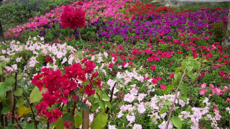 Colorful Flower Garden — Pink, Vibrant, Photograph