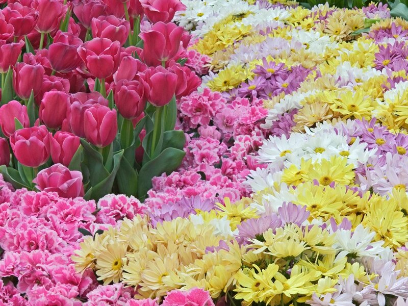 Colorful Flower Garden — Pink, Vibrant, Spring, Photograph, Tulips