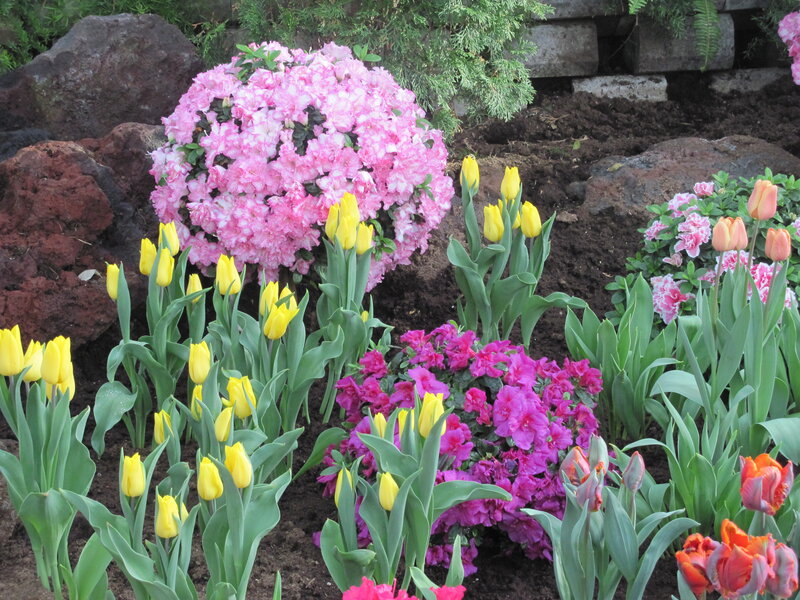 Colorful Flower Garden — Pink, Vibrant, Spring