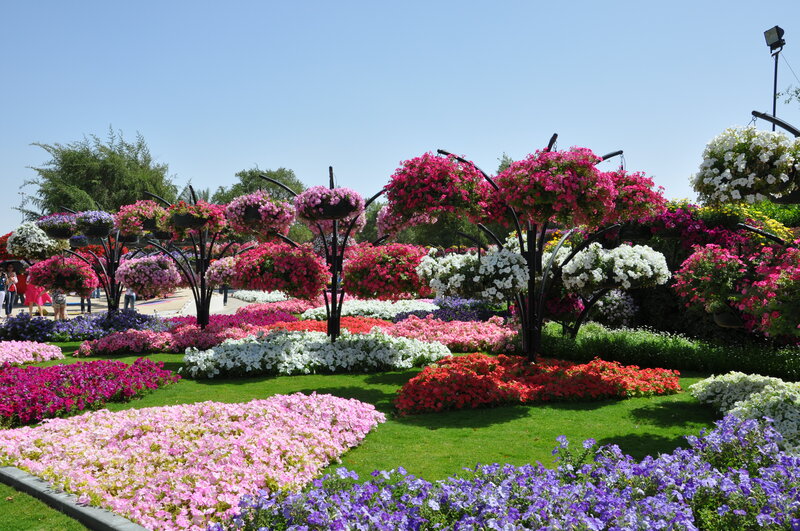 Colorful Flower Garden — Pink, Vibrant