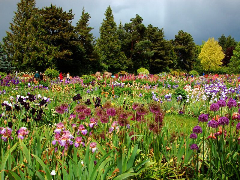 Colorful Flower Garden — Purple, Dramatic