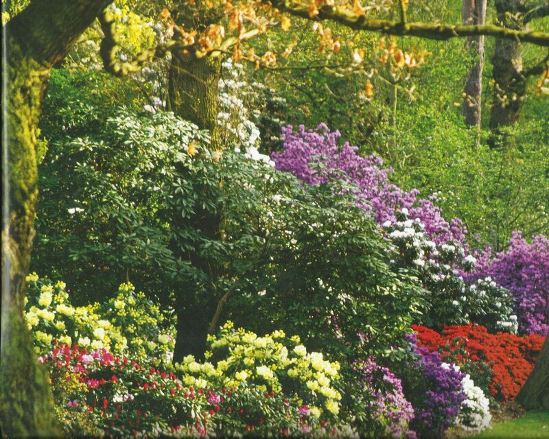 Colorful Flower Garden — Purple, Serene, Spring, Photograph, Trees