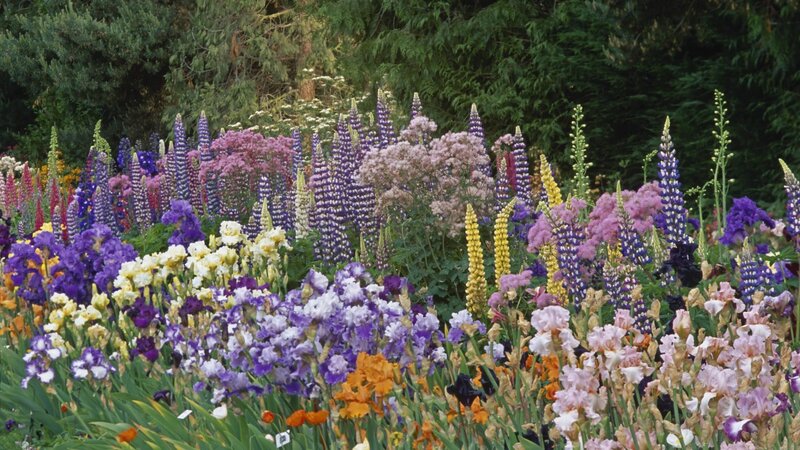 Colorful Flower Garden — Purple, Serene, Summer