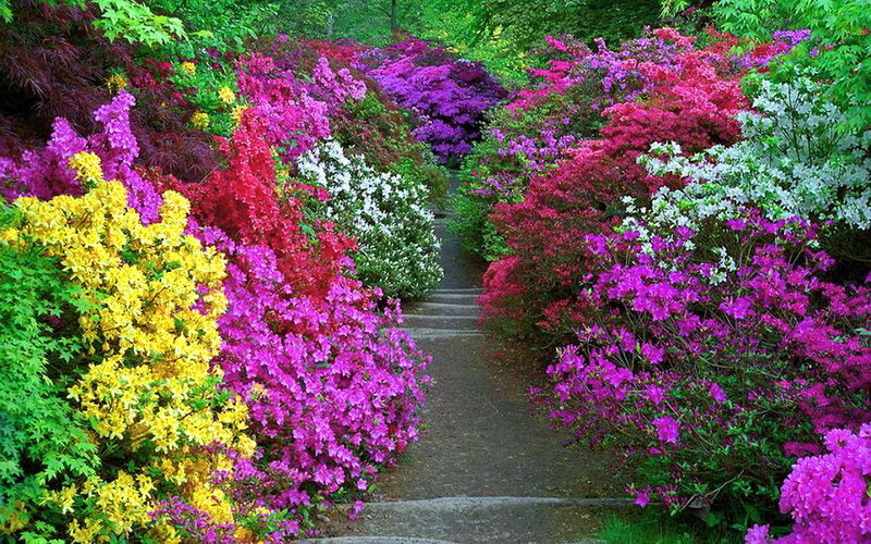 Colorful Flower Garden — Purple, Serene