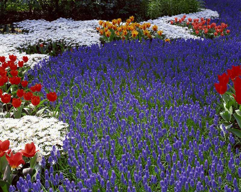 Colorful Flower Garden — Purple