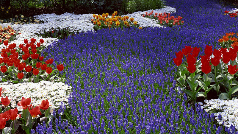 Colorful Flower Garden — Purple, Vibrant, Spring, Photograph