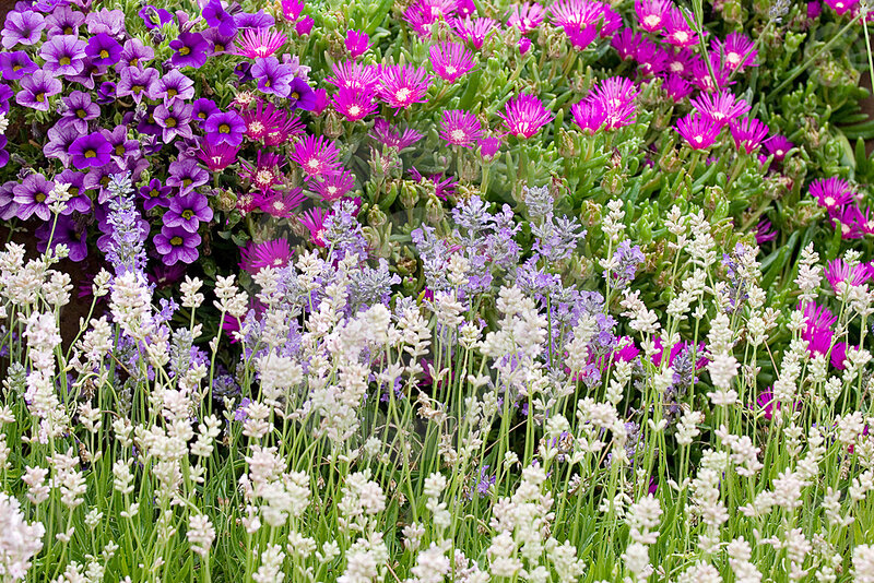 Colorful Flower Garden — Purple, Vibrant, Summer