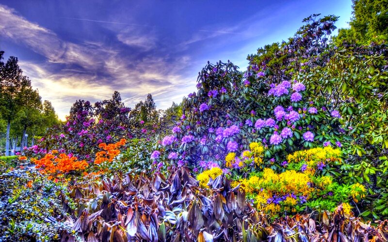 Colorful Flower Garden — Purple, Vibrant, Sunset