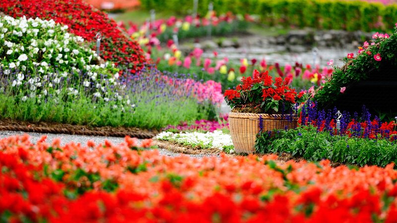 Colorful Flower Garden — Red, Serene, Afternoon, Photograph, Basket