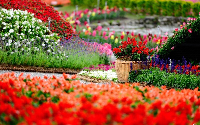 Colorful Flower Garden — Red, Serene, Afternoon, Photograph, Flowers, Basket, Path