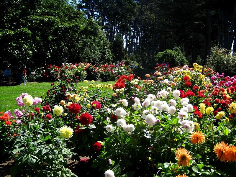 Colorful Flower Garden — Red, Serene, Afternoon, Photograph, Trees, Grass
