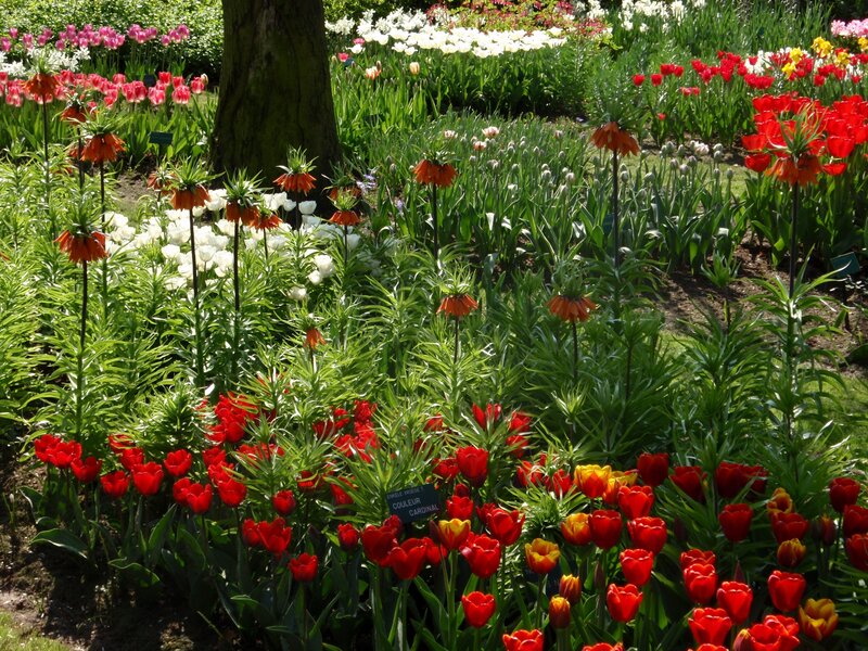 Colorful Flower Garden — Red, Serene, Afternoon, Photograph, Trees