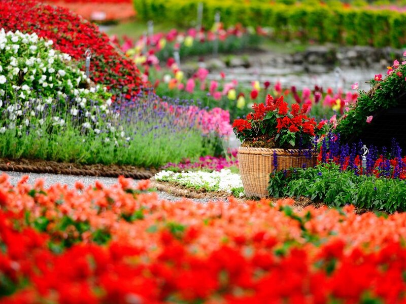Colorful Flower Garden — Red, Serene, Afternoon