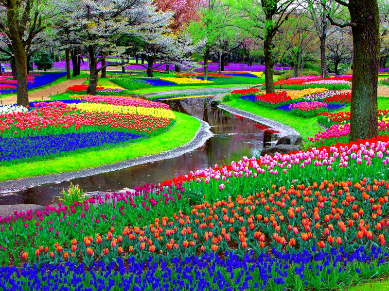Colorful Flower Garden — Red, Serene