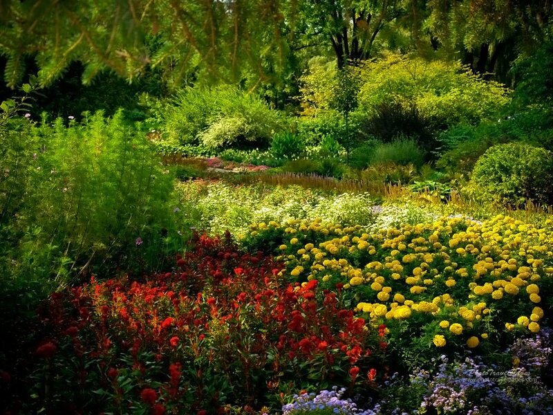 Colorful Flower Garden — Red