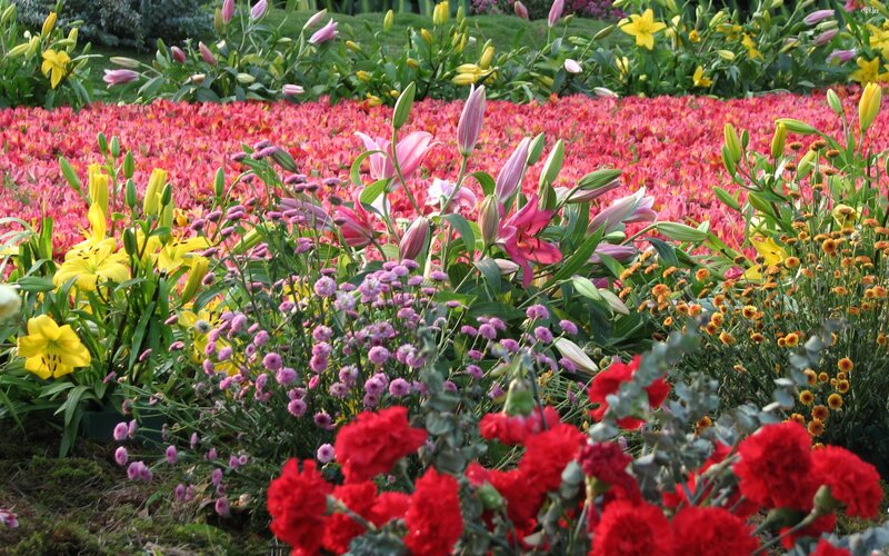 Colorful Flower Garden — Red, Vibrant, Afternoon, Photograph, Lilies