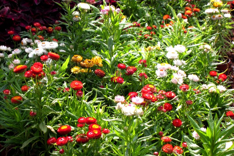 Colorful Flower Garden — Red, Vibrant, Afternoon